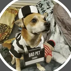 Baxter, a small terrier mix, in a prisoner Halloween costume with a BAD PET sign