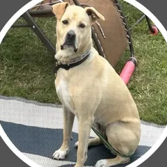 Cardi, a lab mix rescue, sitting by agility equipment
