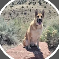 Jaxson, a German Shepherd, on a mountain trail