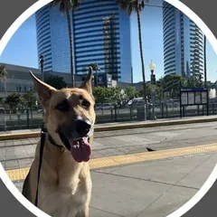 Ranger, a shepherd mix, calm on a downtown sidewalk