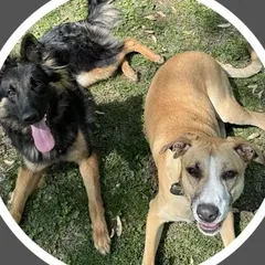Rey and a friend lying calmly in the grass