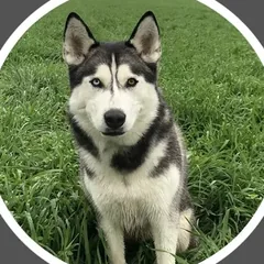 Rocky, a Siberian Husky, in tall grass